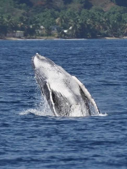St. Mary's Island Whale Watching Tour: Self-Drive Travel with Transport, Accommodation & Meals Included