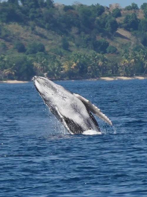 St. Mary's Island Whale Watching Tour: Self-Drive Travel with Transport, Accommodation & Meals Included