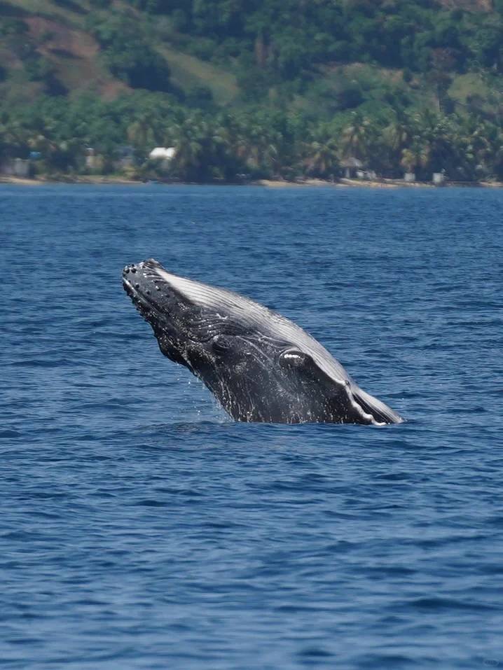 St. Mary's Island Whale Watching Tour: Self-Drive Travel with Transport, Accommodation & Meals Included