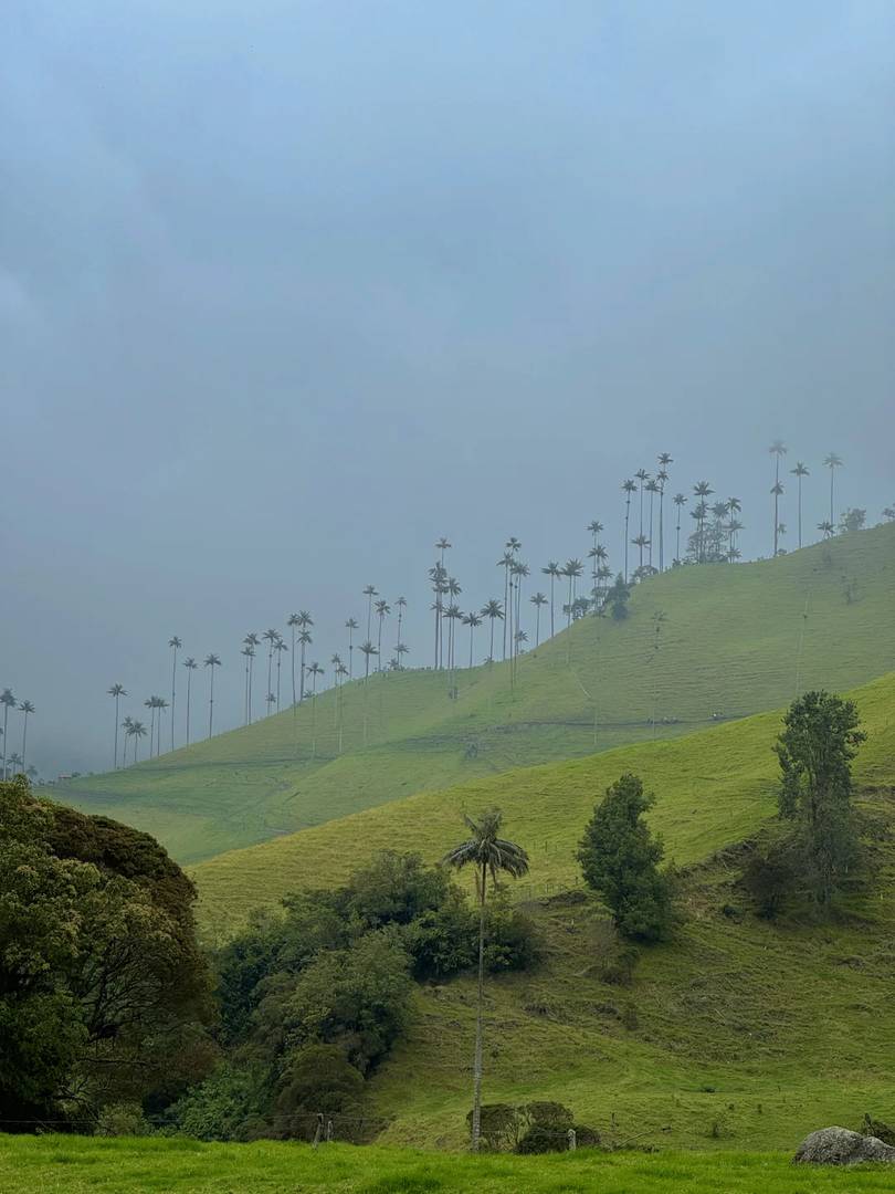 What Does a Live Photo Capture? Stunning Moments in Cocora Valley 📸