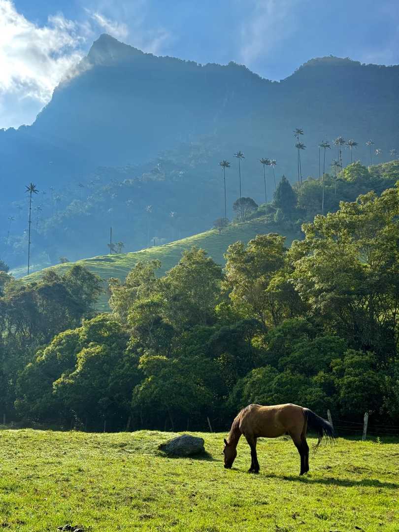 What Does a Live Photo Capture? Stunning Moments in Cocora Valley 📸