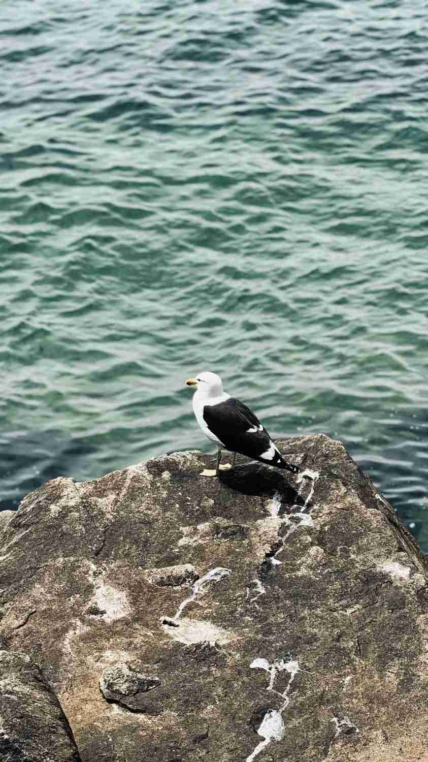 What are the best self-guided tour routes for a budget weekend in Vina del Mar, Chile?