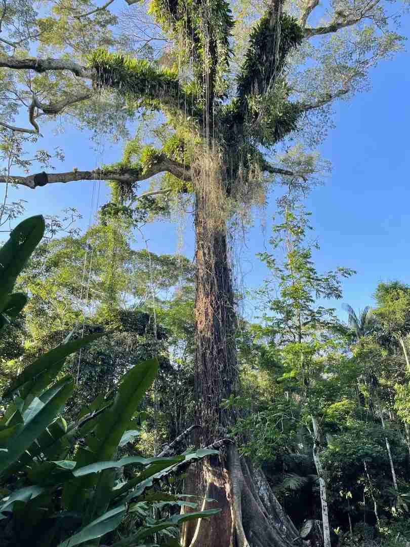 What to Wear in the Rainforest: Avoid Shorts and Short Sleeves for Comfort