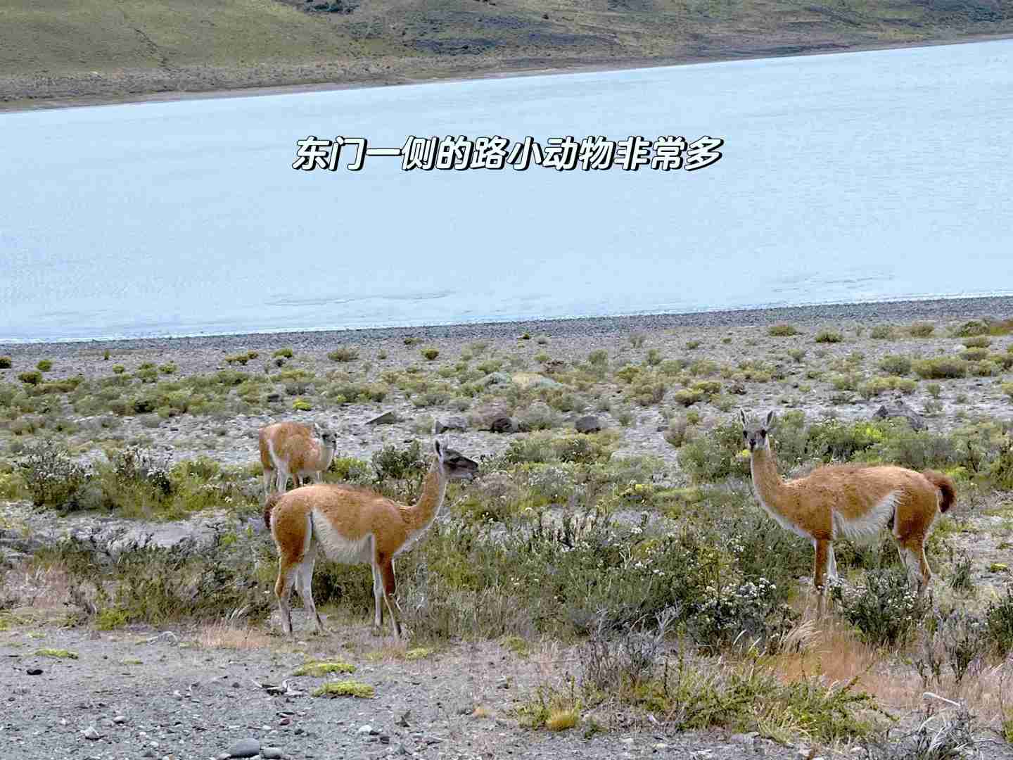 What's the Best Budget Self-Guided Tour Route for a Family Trip in Chile Patagonia?