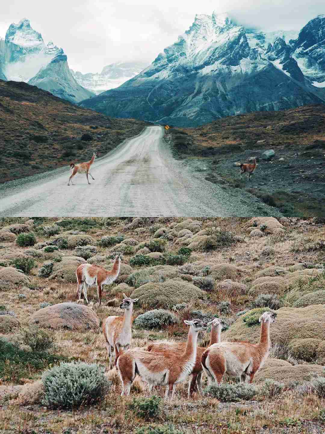 What's the Best Self-Guided Tour Route for Torres del Paine on a Budget?
