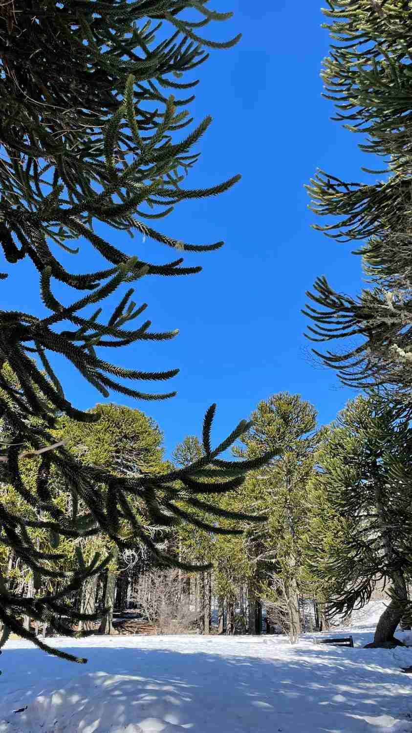 What's the Best Self-Guided Tour Route in Pucon for Budget Travelers?