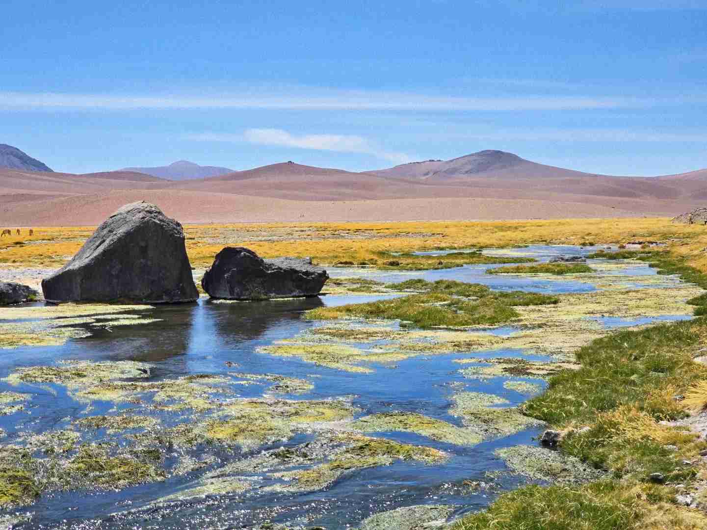 What's the Best Self-Guided Tour of Atacama Desert Wetlands on a Budget?