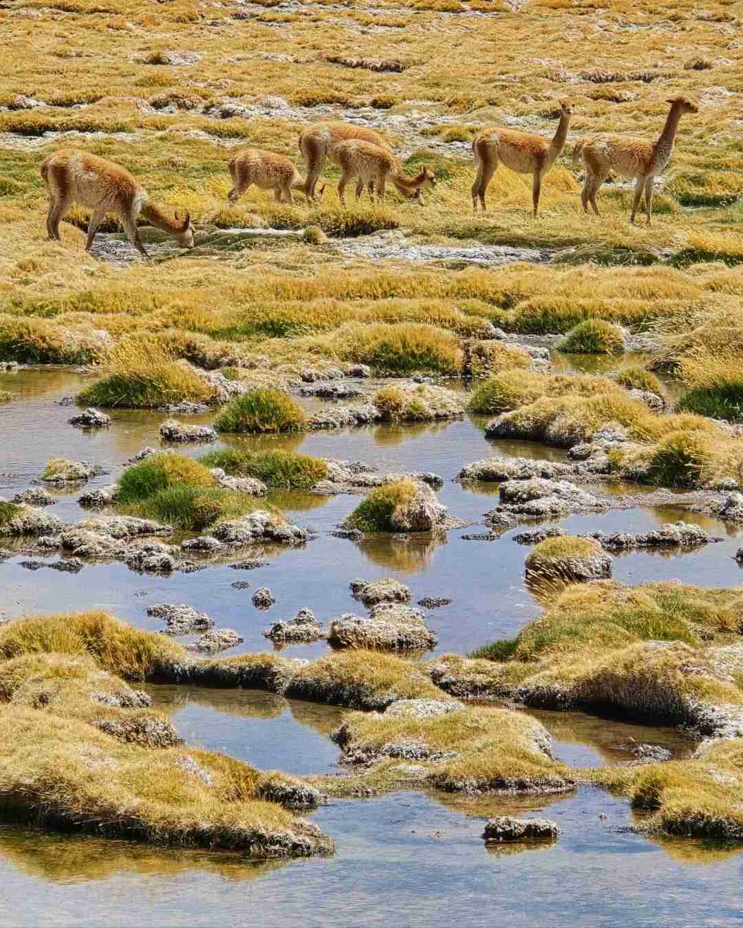 What's the Best Self-Guided Tour of Atacama Desert Wetlands on a Budget?