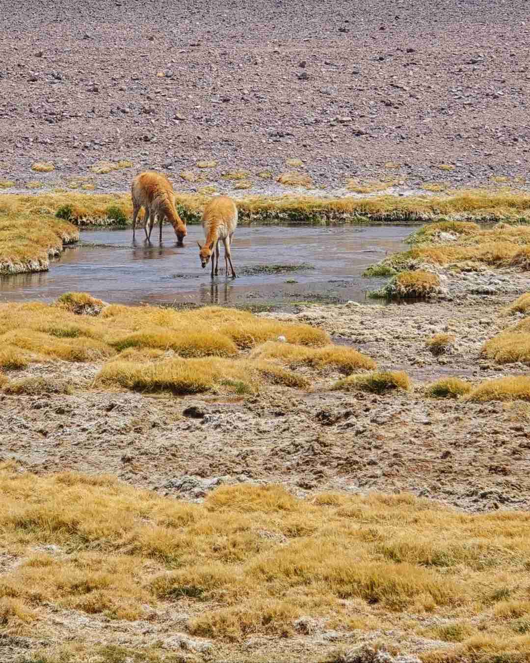 What's the Best Self-Guided Tour of Atacama Desert Wetlands on a Budget?