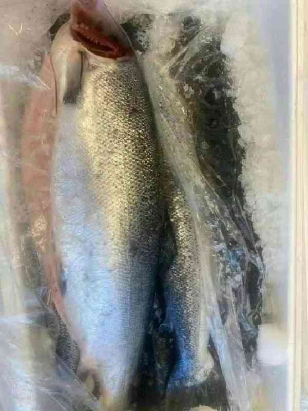 Where to Buy Live Seafood in Chile? Your Ultimate Travel Guide for Budget Tours