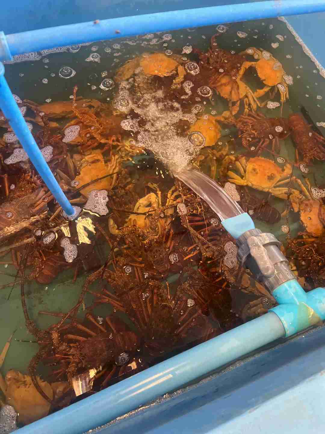 Where to Buy Live Seafood in Chile? Your Ultimate Travel Guide for Budget Tours