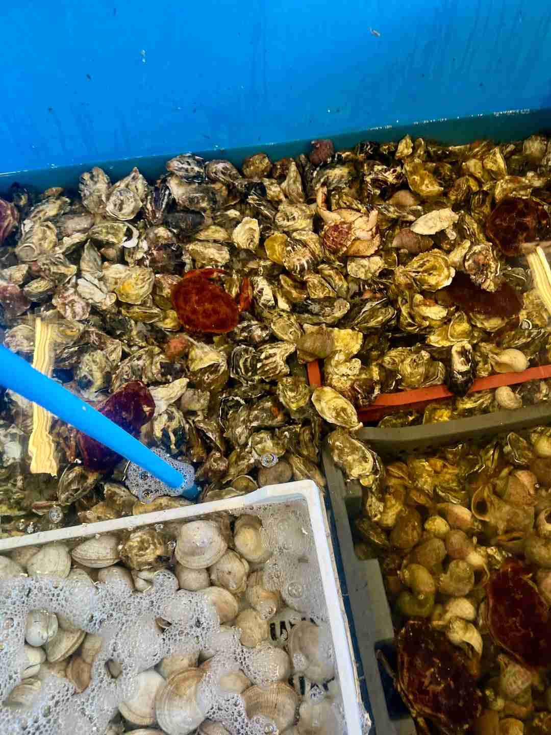 Where to Buy Live Seafood in Chile? Your Ultimate Travel Guide for Budget Tours