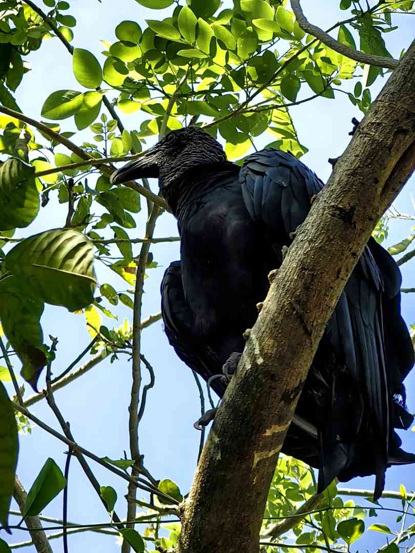 Where to See Sloths in Cartagena: A Unique Wildlife Experience!