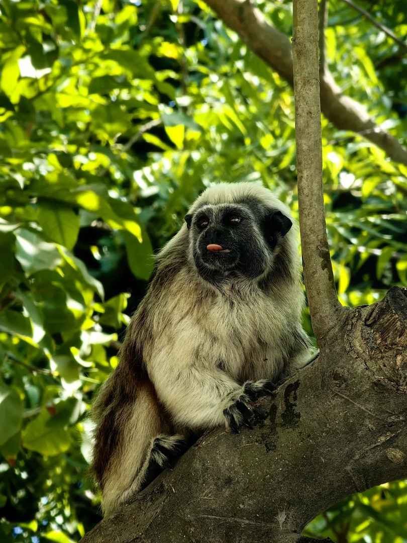 Where to See Sloths in Cartagena: A Unique Wildlife Experience!