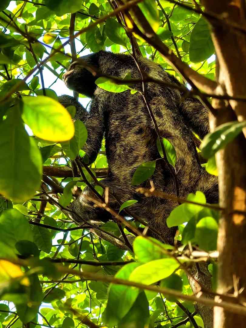 Where to See Sloths in Cartagena: A Unique Wildlife Experience!