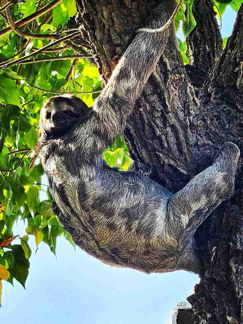 Where to See Sloths in Cartagena: A Unique Wildlife Experience!