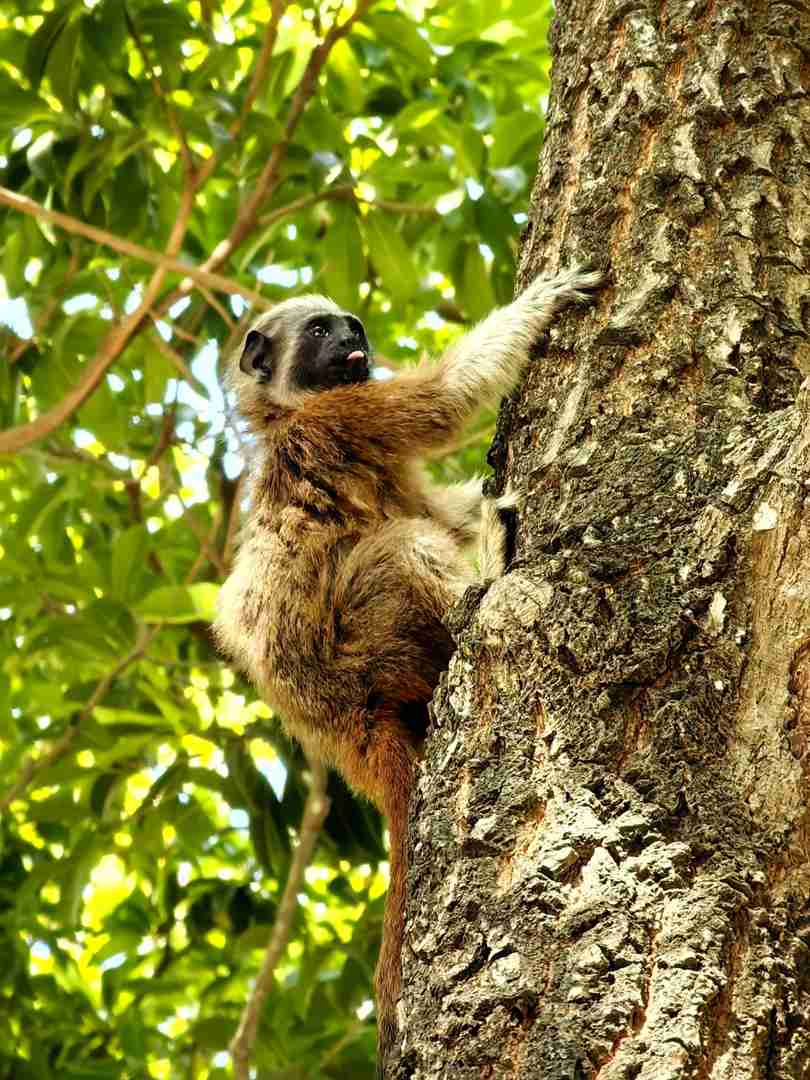 Where to See Sloths in Cartagena: A Unique Wildlife Experience!