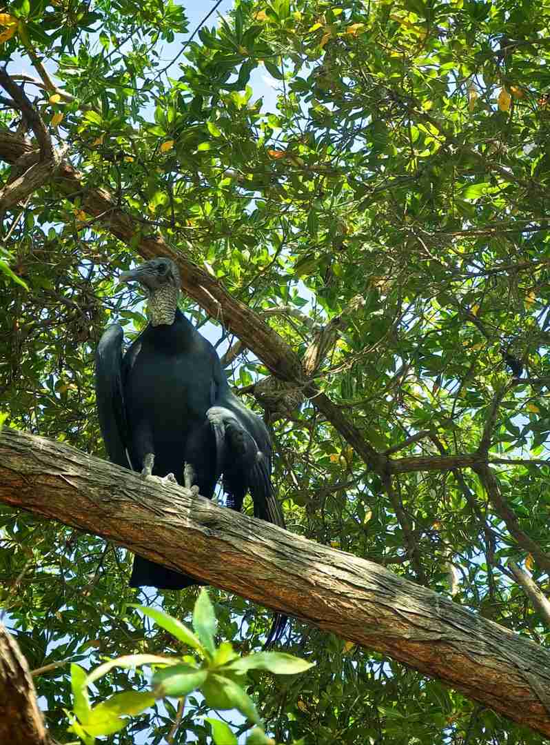 Where to See Sloths in Cartagena: A Unique Wildlife Experience!