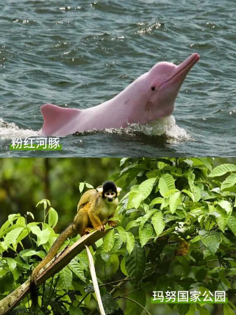 Quel pays choisir pour une aventure dans la forêt amazonienne : guide rapide