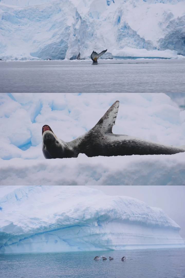 Why Does Antarctica Travel Cost So Much Yet I Spent Only $30K?