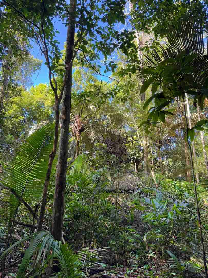 Why You Might Regret Visiting the Amazon Rainforest: A Traveler's Perspective