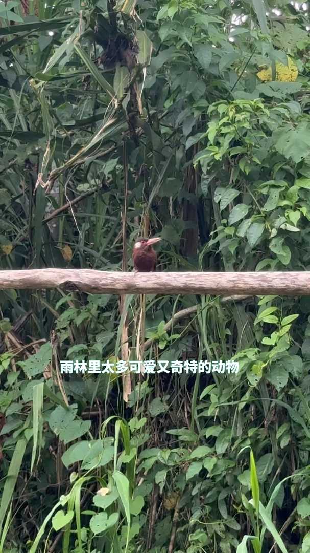 Why the Amazon Rainforest is Ideal for Seeing Sloths | Healing Experience
