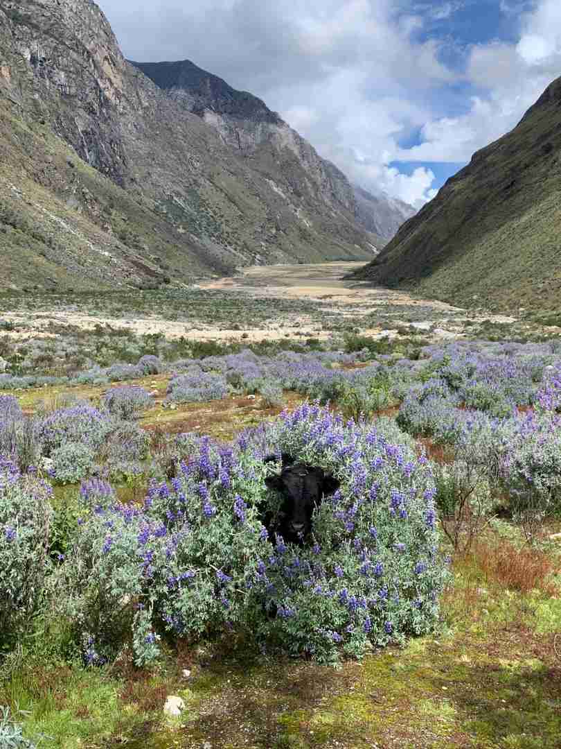 Would I Hike in Peru Again Despite the Tough Trails | Peruvian Hiking Experiences