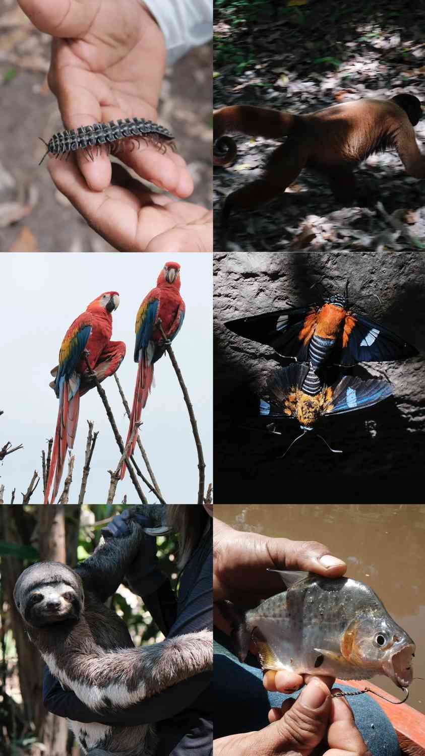 Explorar a Floresta Amazônica no Peru: Aventura de 3 Dias em Lodge com o Guia Local Larry