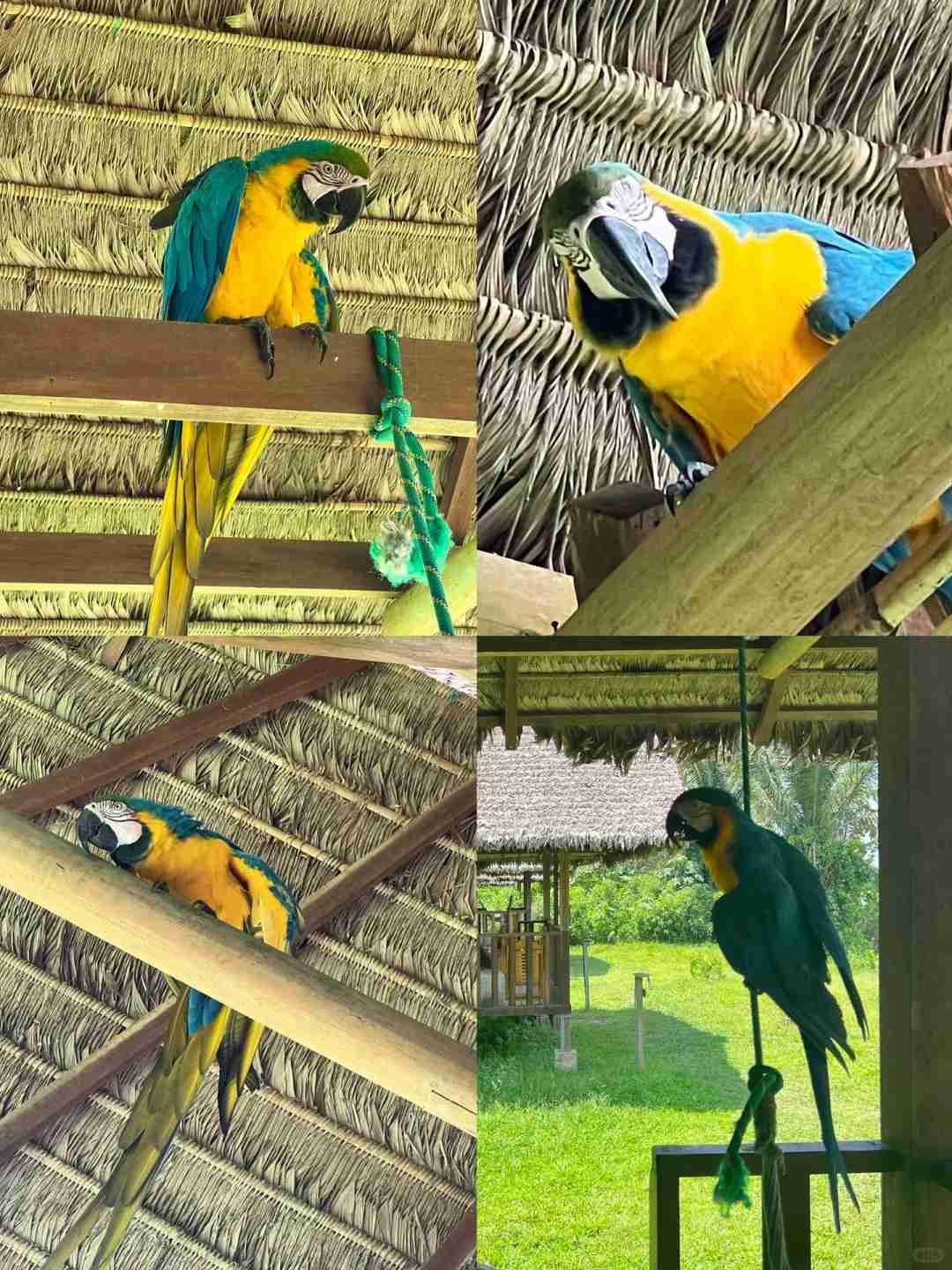 Guide de voyage en forêt amazonienne péruvienne : Iquitos contre Maldonado, circuits et conseils essentiels