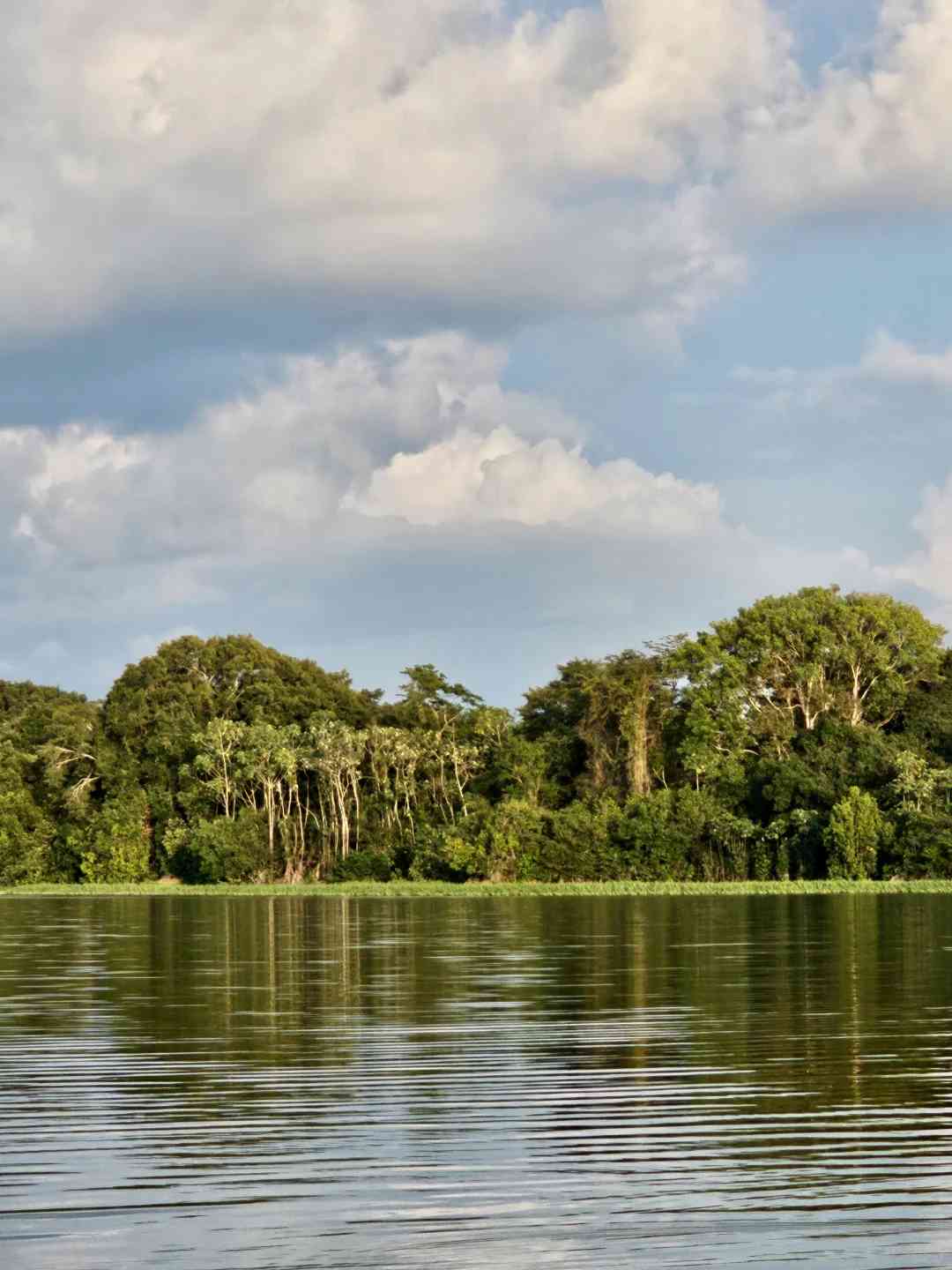 Aventure dans la forêt amazonienne de Leticia : excursion de 2 jours et 1 nuit pour 340 dollars - Préparez-vous à la chaleur, aux insectes et à des expériences uniques.