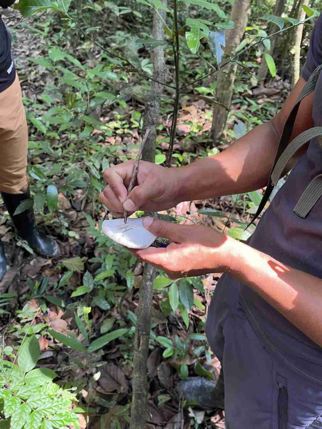 Aventure dans la forêt amazonienne de Leticia : excursion de 2 jours et 1 nuit pour 340 dollars - Préparez-vous à la chaleur, aux insectes et à des expériences uniques.