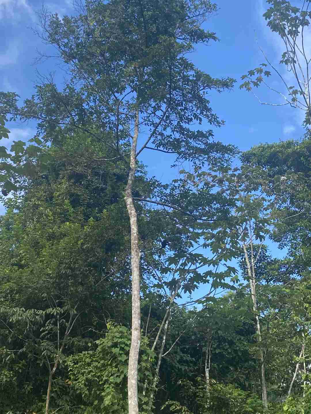Affordable 3-Day Amazon Lodge Adventure in Iquitos Peru for Under $150 USD