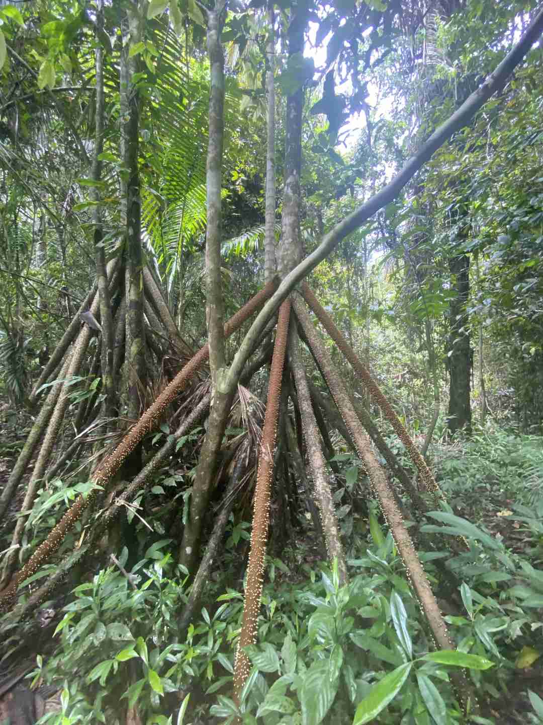Affordable 3-Day Amazon Lodge Adventure in Iquitos Peru for Under $150 USD