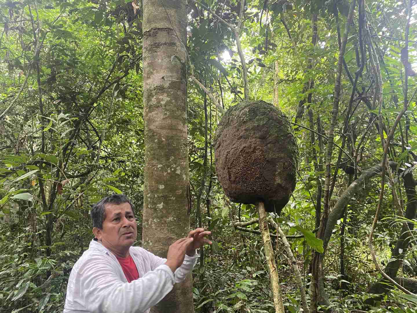 Affordable 3-Day Amazon Lodge Adventure in Iquitos Peru for Under $150 USD