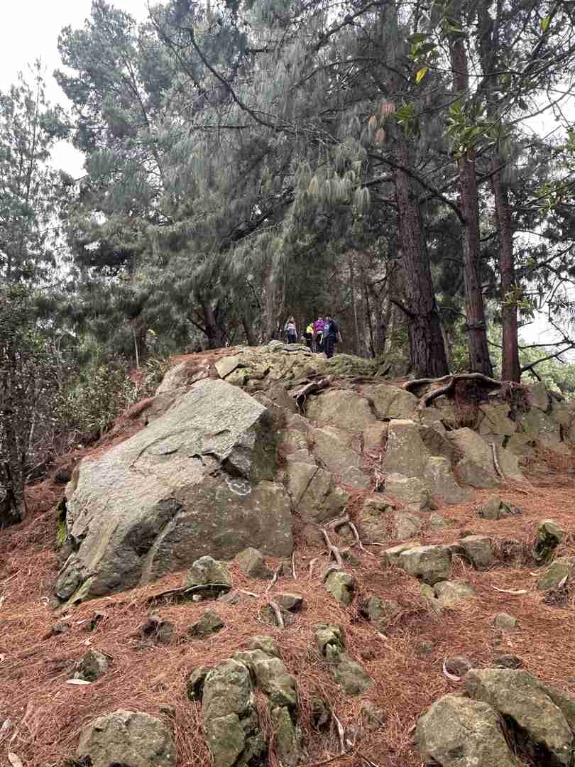 Caminhada na Montanha da Floresta com vistas deslumbrantes e oportunidades de observação de aves