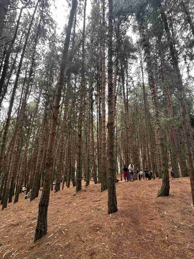 Caminhada na Montanha da Floresta com vistas deslumbrantes e oportunidades de observação de aves