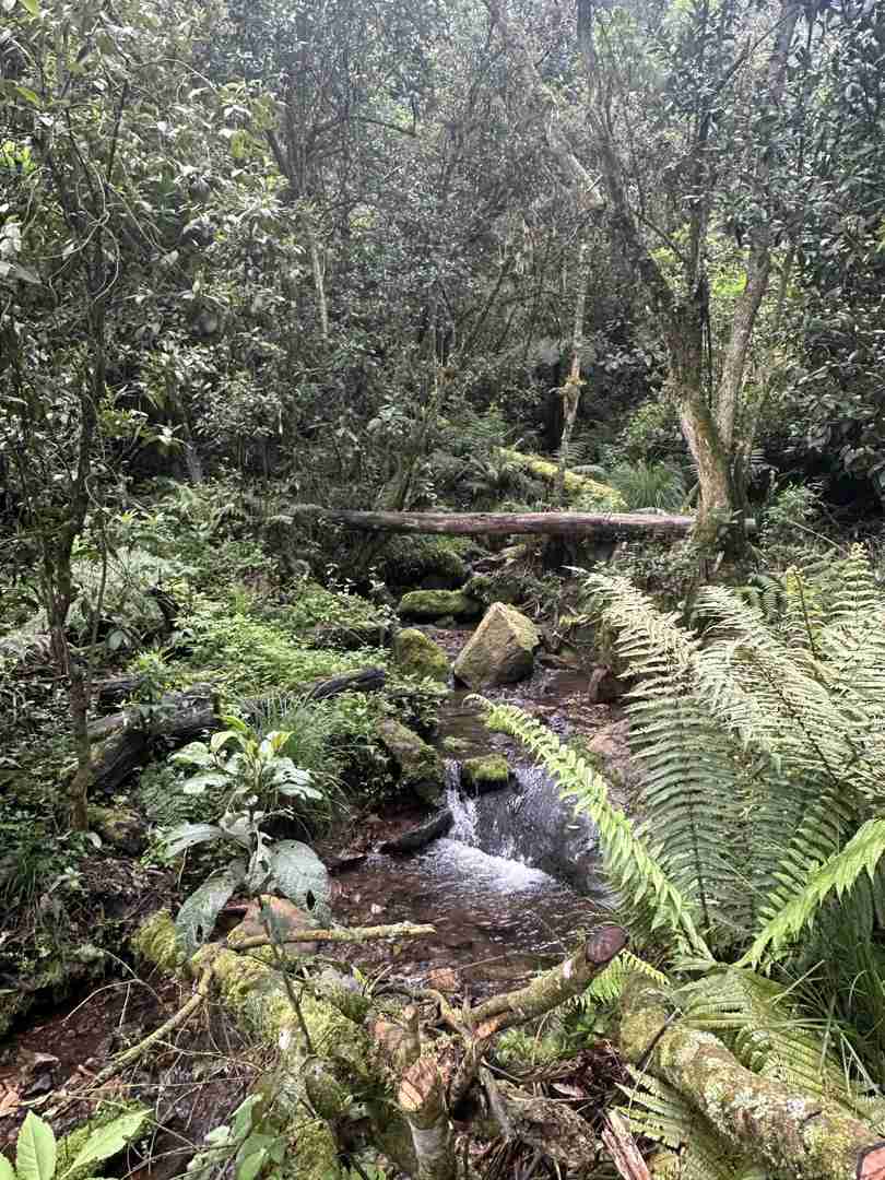 Caminhada na Montanha da Floresta com vistas deslumbrantes e oportunidades de observação de aves