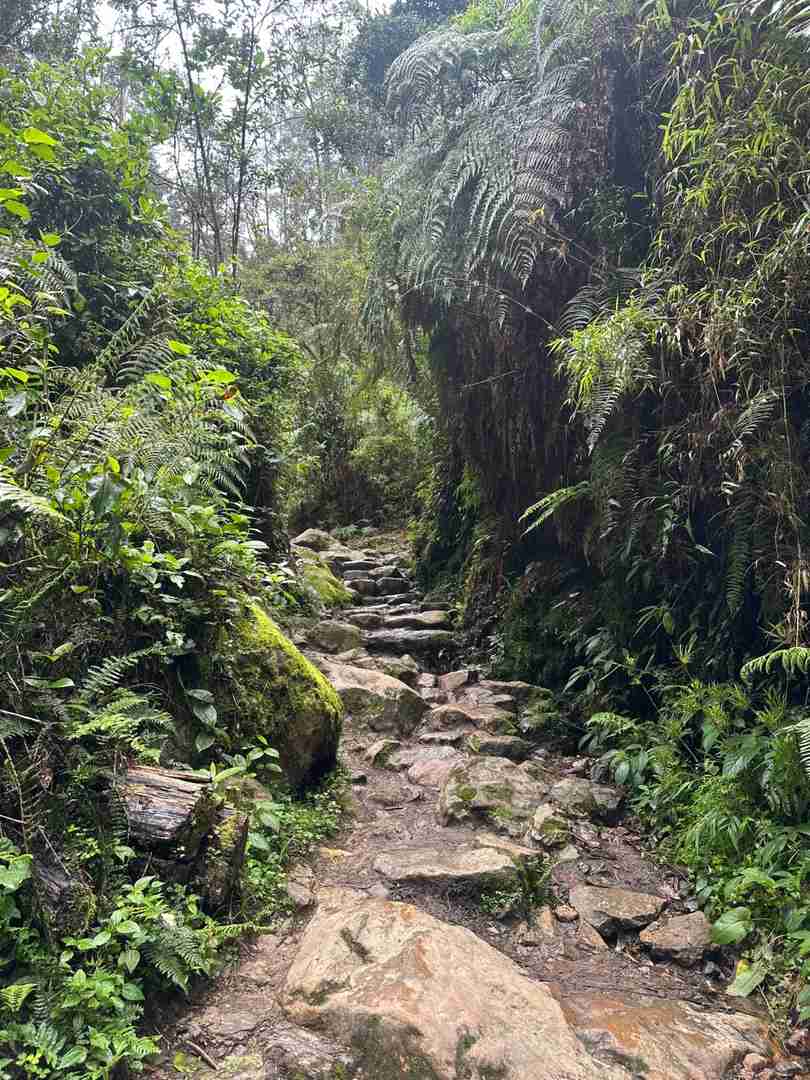 Caminhada na Montanha da Floresta com vistas deslumbrantes e oportunidades de observação de aves