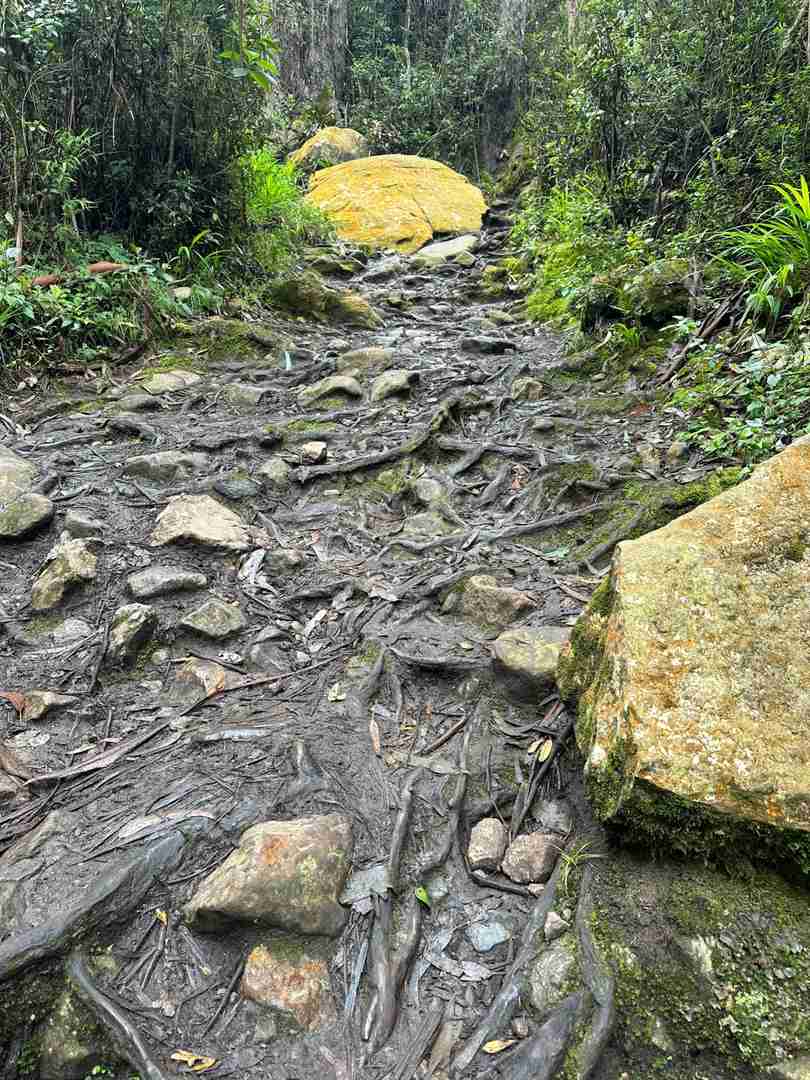 Caminhada na Montanha da Floresta com vistas deslumbrantes e oportunidades de observação de aves