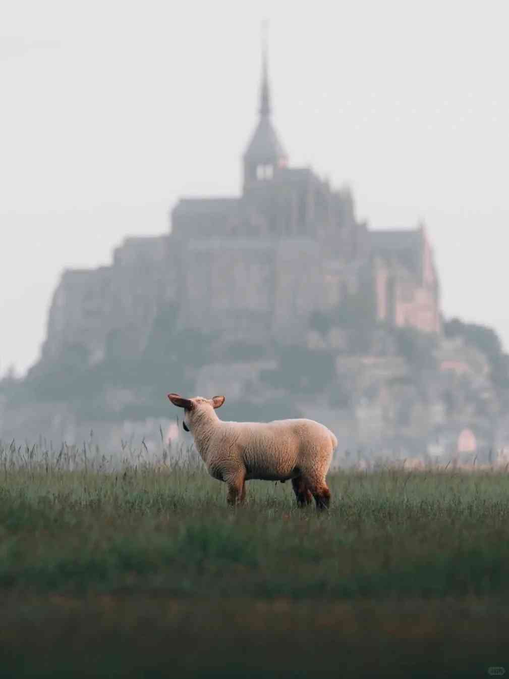 Découvrez le Mont Saint-Michel : Une visite d'une journée à la manière...
