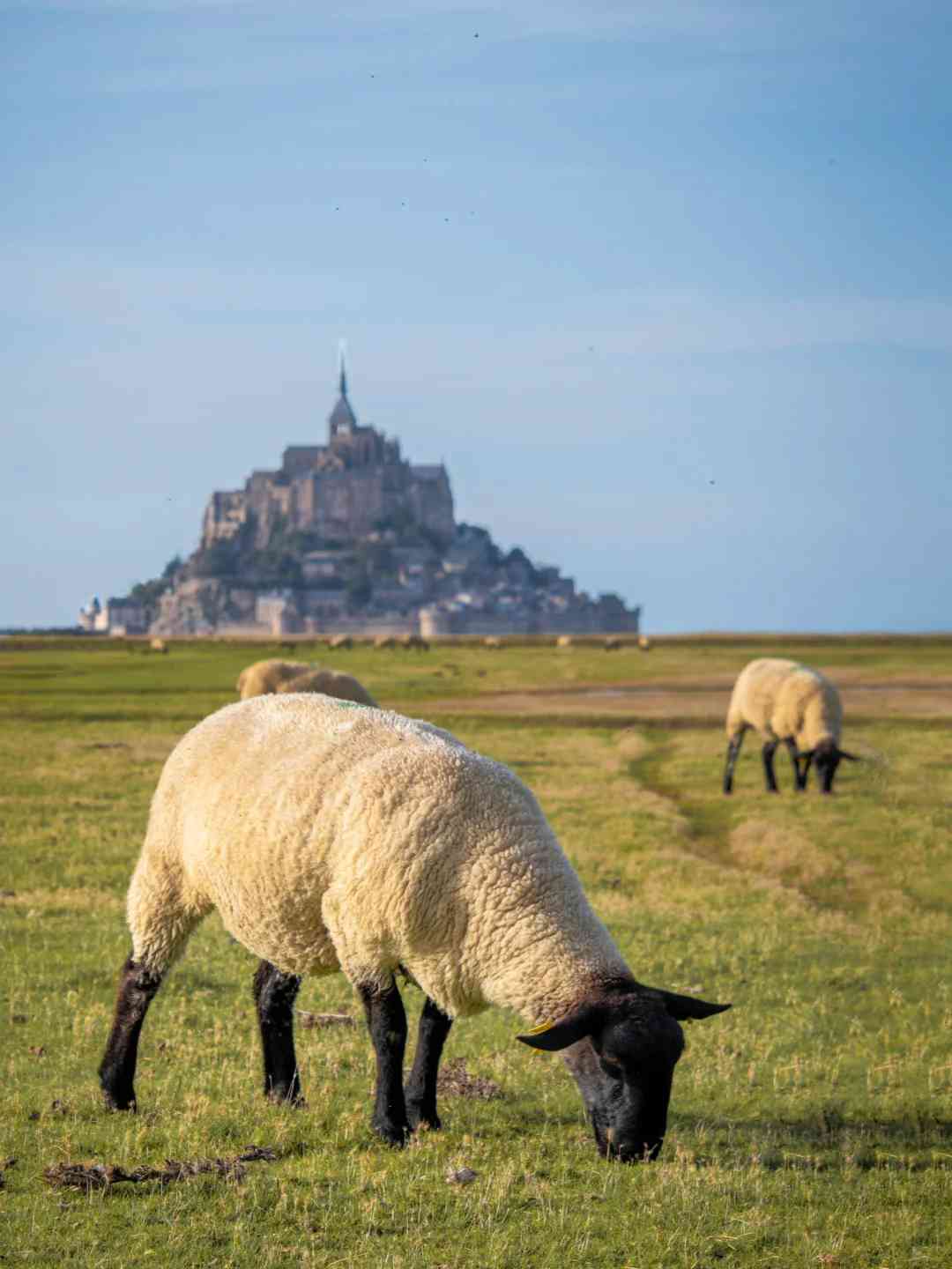 Découvrez le Mont Saint-Michel : Une visite d'une journée à la manière...