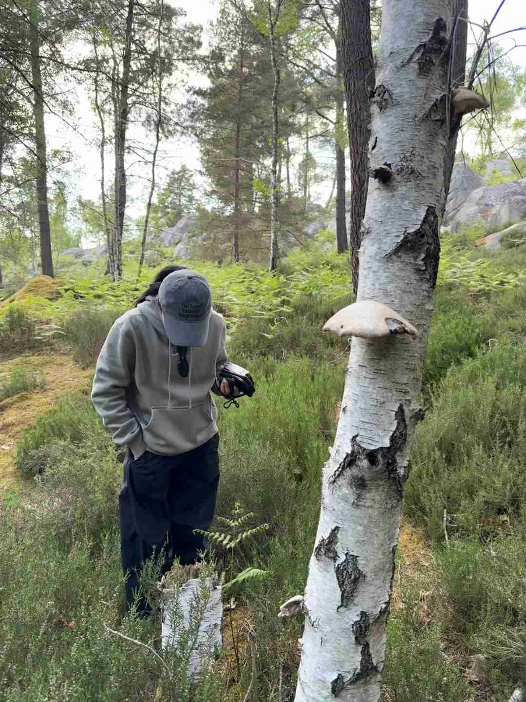 Fontainebleau Forest Hiking Live: Best Trails, Tips, and Real-Time Adventure Guide