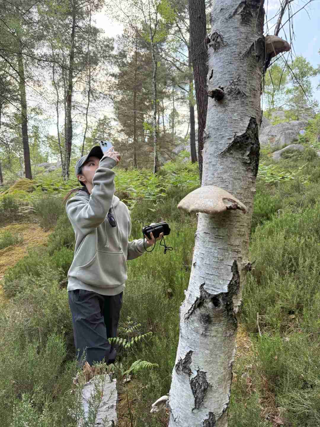 Fontainebleau Forest Hiking Live: Best Trails, Tips, and Real-Time Adventure Guide