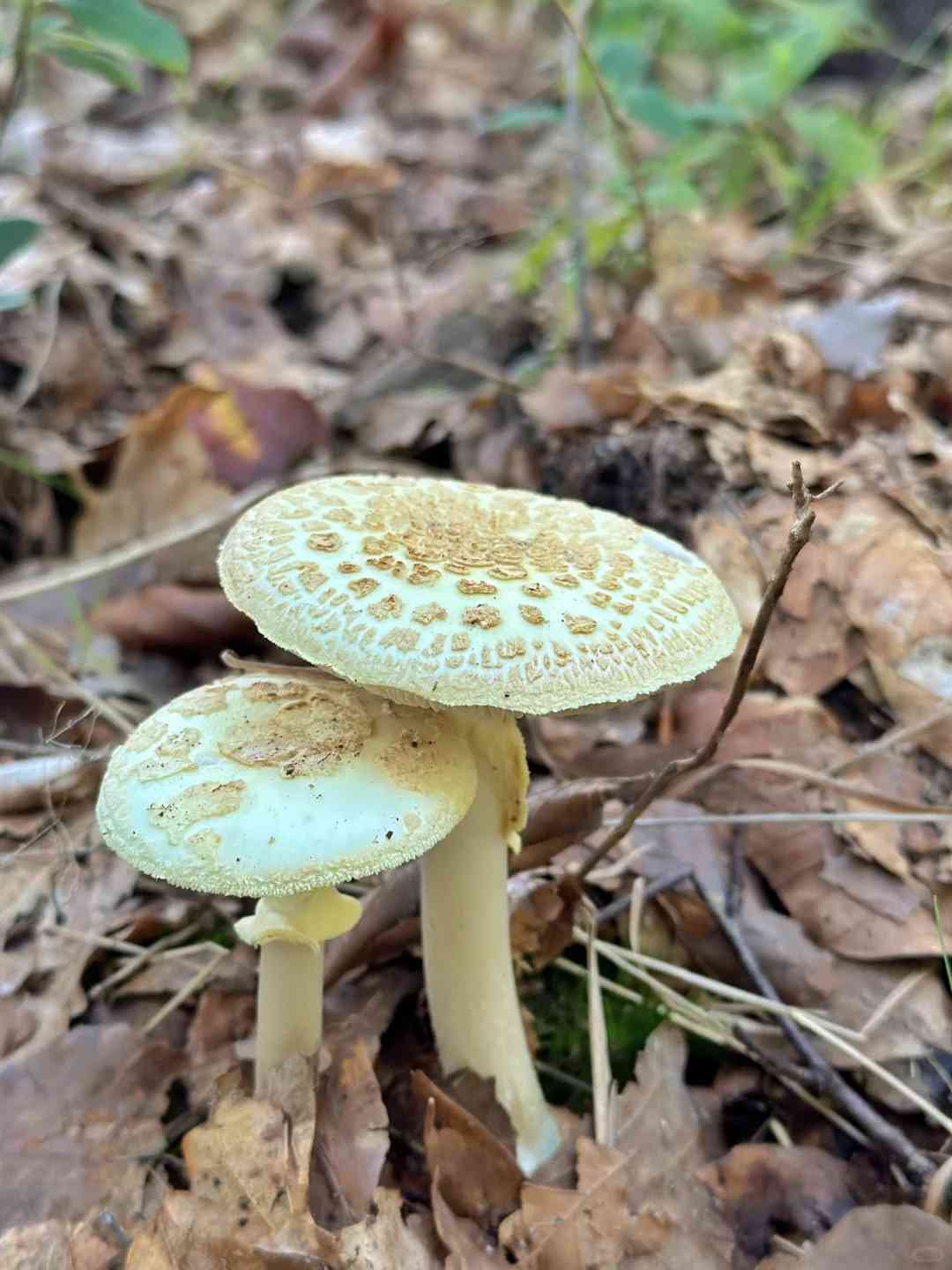 Foraging in Fontainebleau Forest: A Guide to Mushroom Hunting and Chestnut Picking