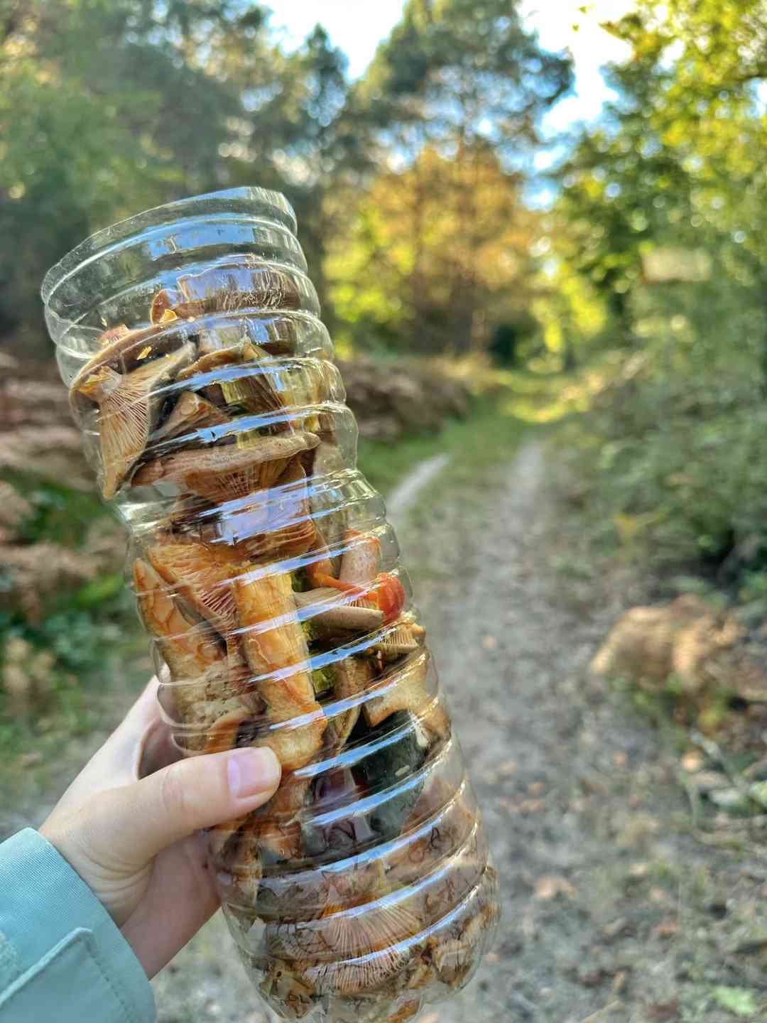 Foraging in Fontainebleau Forest: A Guide to Mushroom Hunting and Chestnut Picking