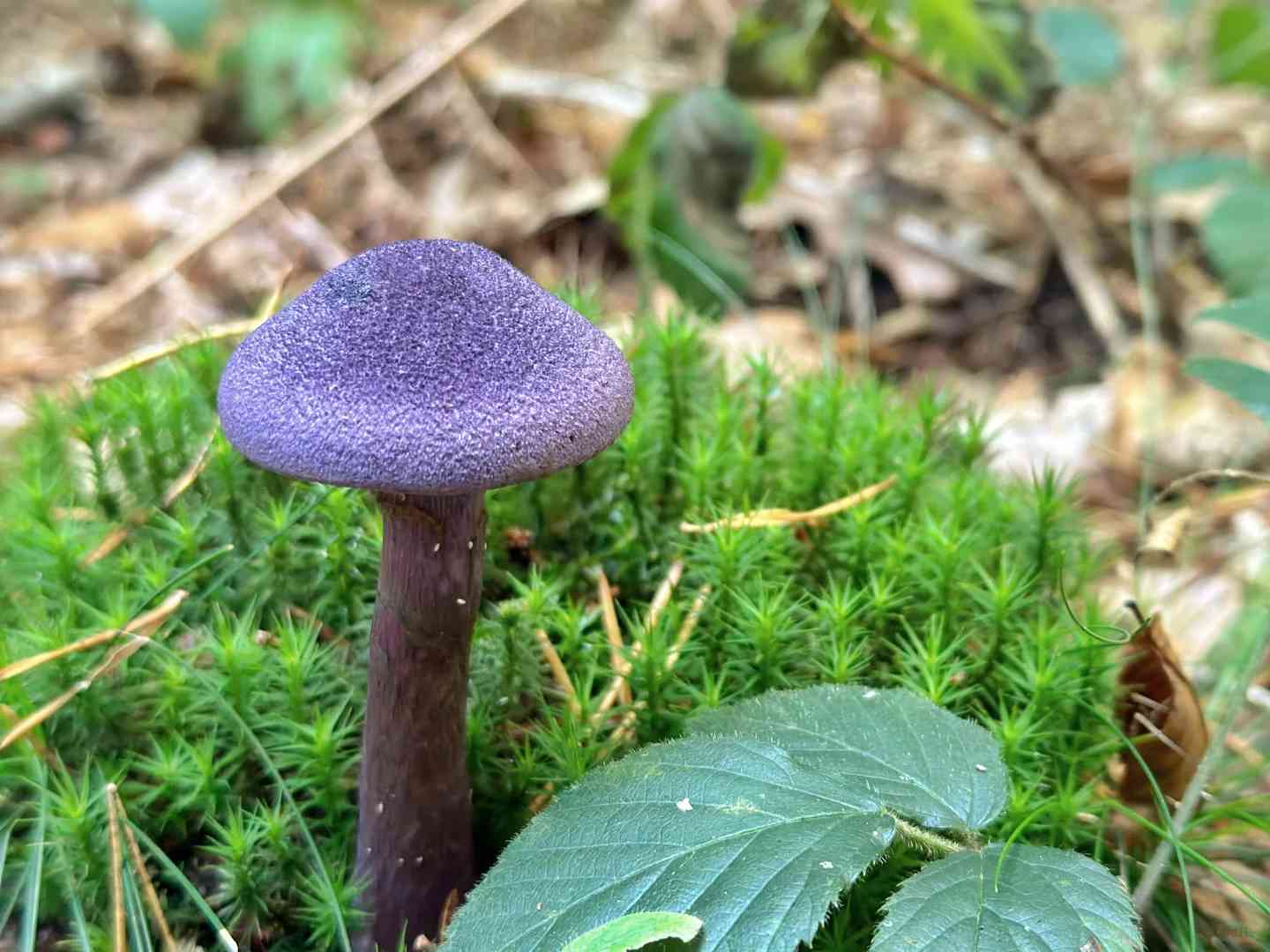 Foraging in Fontainebleau Forest: A Guide to Mushroom Hunting and Chestnut Picking