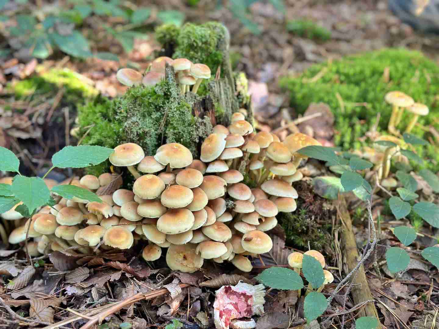 Foraging in Fontainebleau Forest: A Guide to Mushroom Hunting and Chestnut Picking