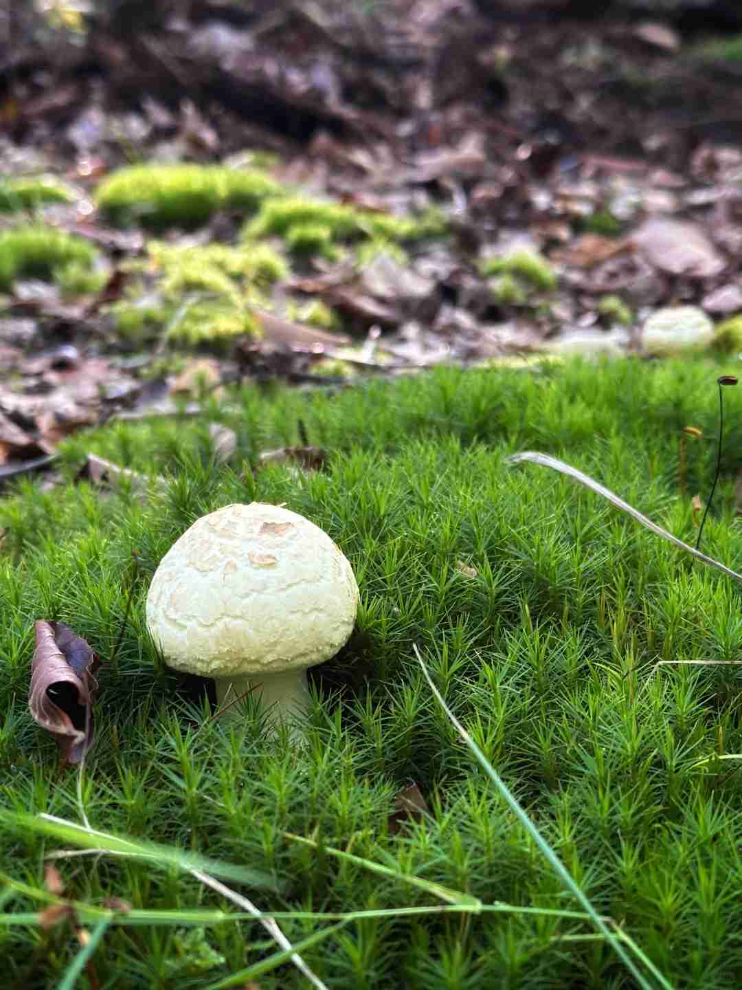 Foraging in Fontainebleau Forest: A Guide to Mushroom Hunting and Chestnut Picking