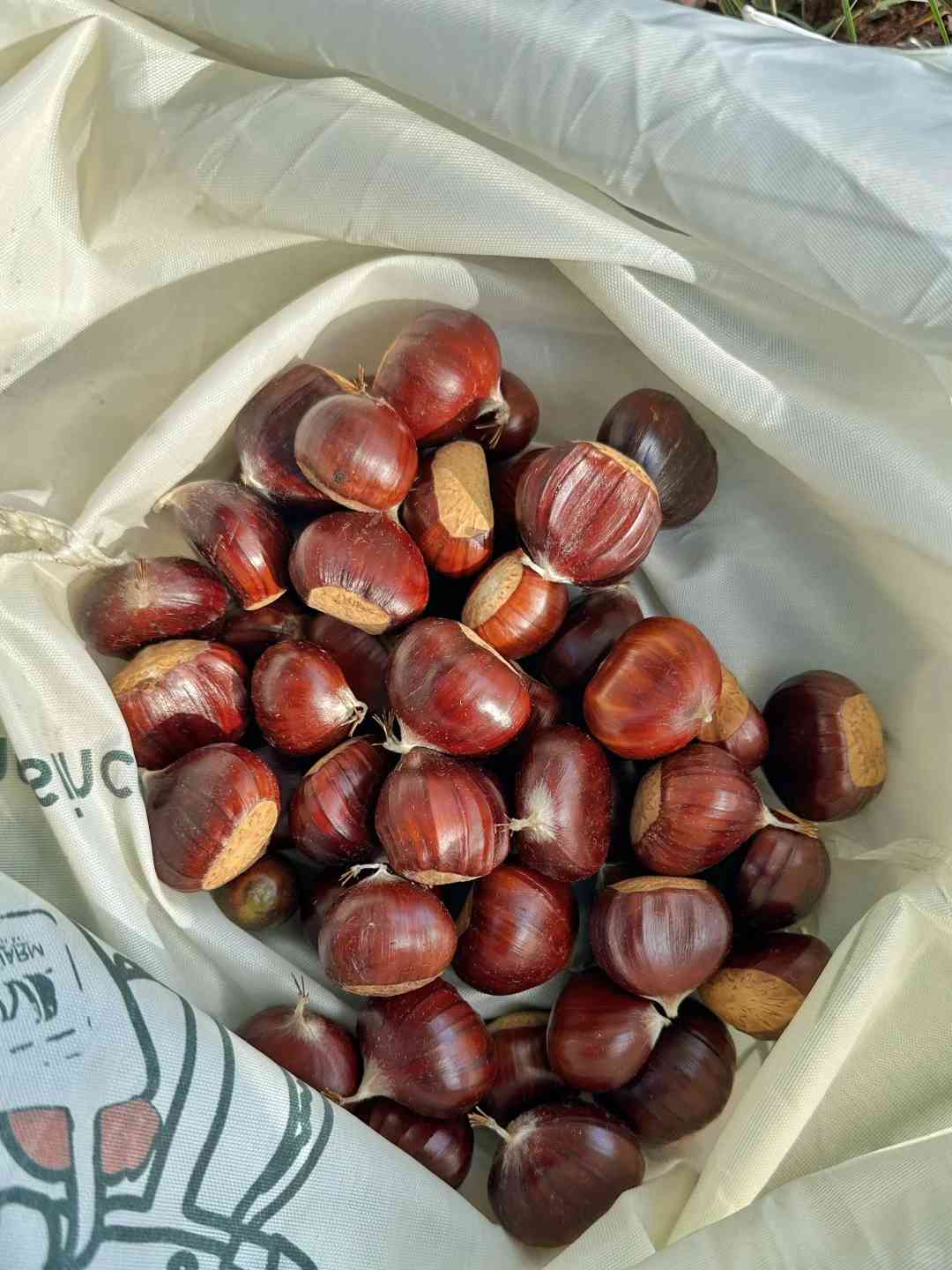 Foraging in Fontainebleau Forest: A Guide to Mushroom Hunting and Chestnut Picking