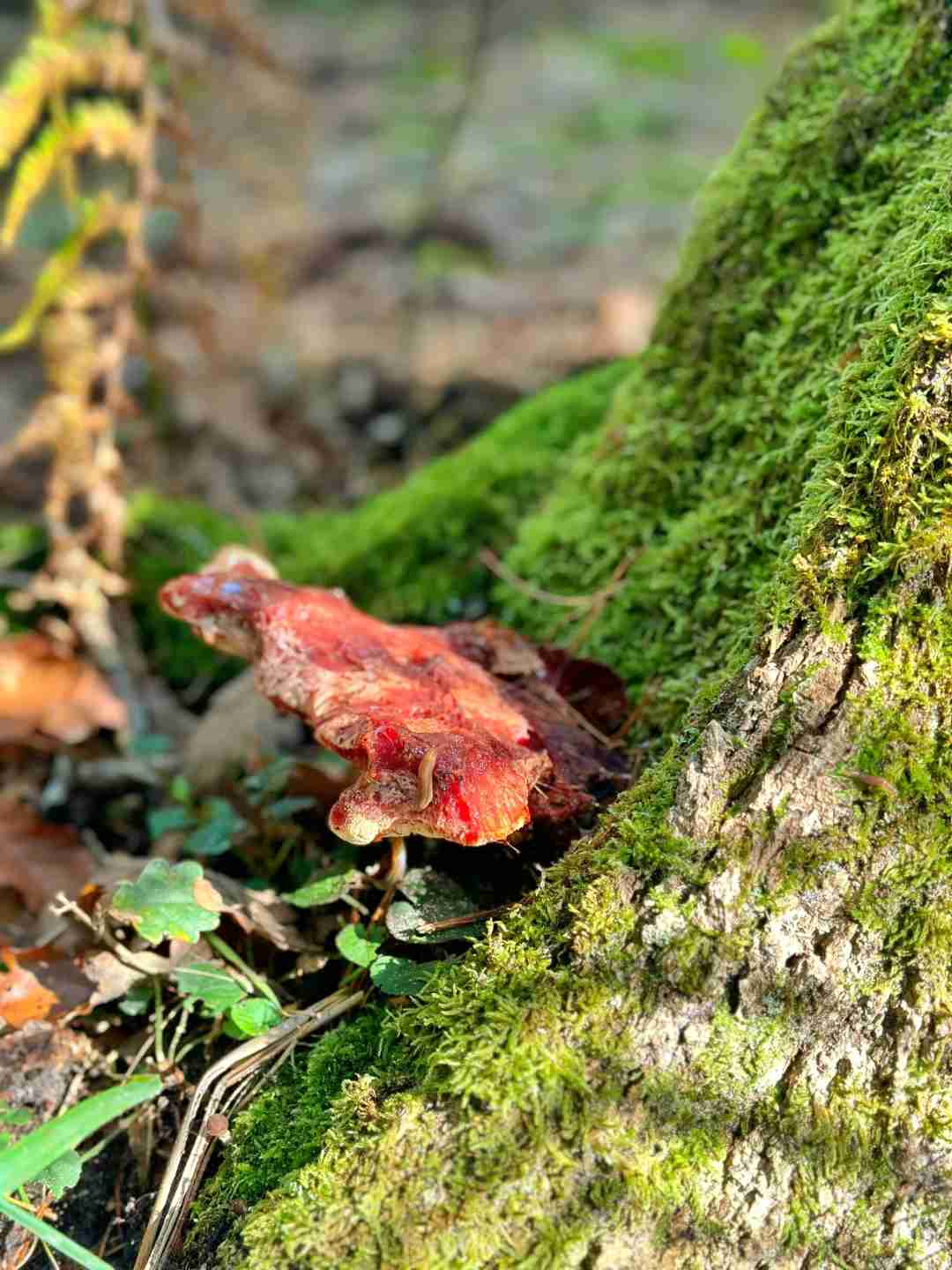 Foraging in Fontainebleau Forest: A Guide to Mushroom Hunting and Chestnut Picking
